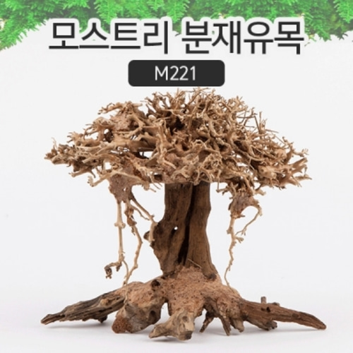 모스트리 분재유목(M) [M221]